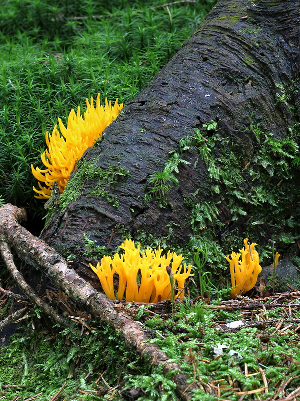 parôžkovec lepkavý Calocera viscosa (Pers.) Fr.