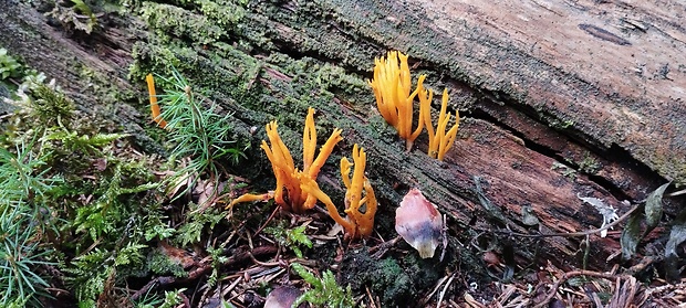 parôžkovec lepkavý Calocera viscosa (Pers.) Fr.