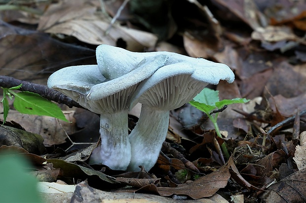 strmuľka anízová Clitocybe odora (Bull.) P. Kumm.