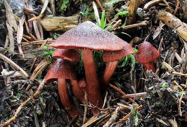 pavučinovec krvavý Cortinarius sanguineus (Wulfen) Fr.