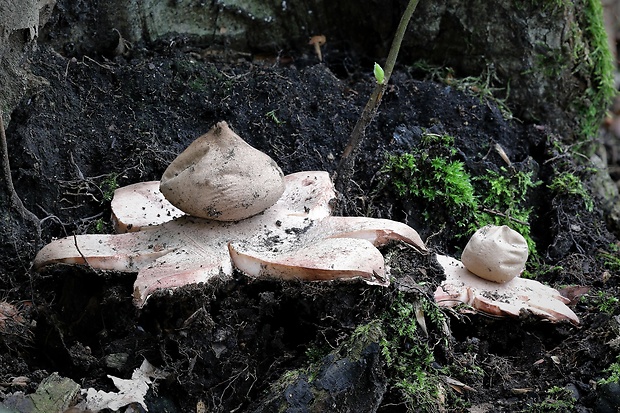 hviezdovka červenkastá Geastrum rufescens Pers.