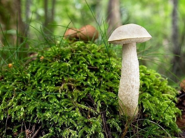 kozák biely Leccinum holopus (Rostk.) Watling