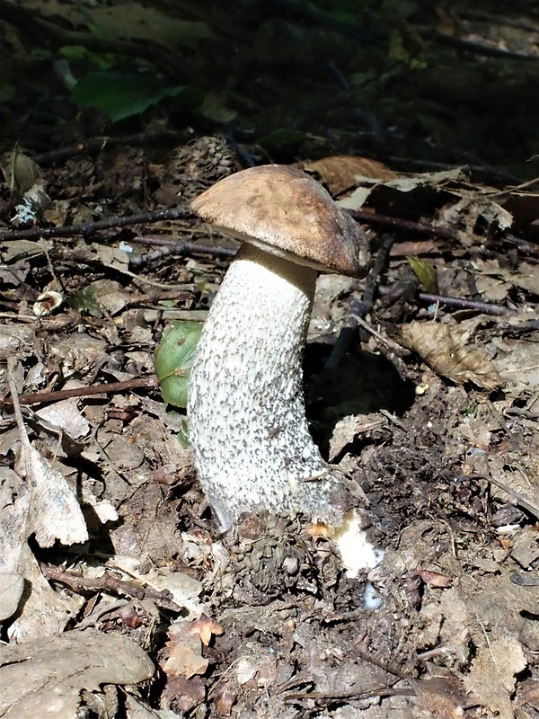 kozák brezový Leccinum scabrum (Bull.) Gray