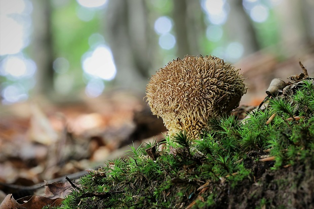 prášnica pichliačová Lycoperdon echinatum Pers.