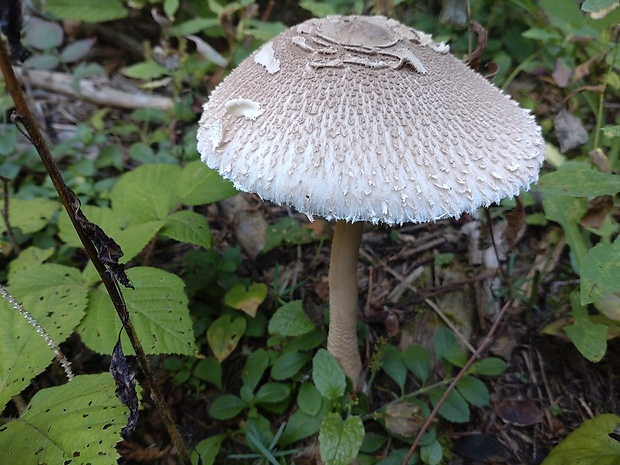 bedľa vysoká Macrolepiota procera (Scop.) Singer