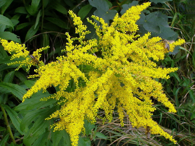 zlatobyľ kanadská Solidago canadensis L.