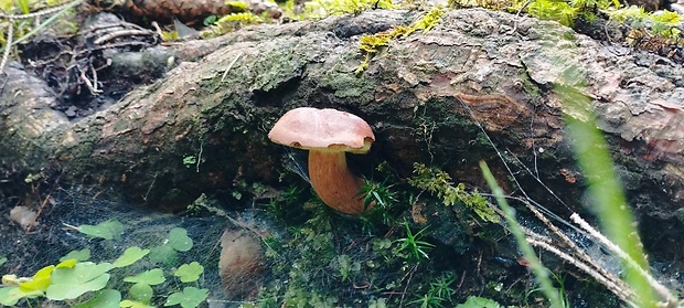 suchohríb Xerocomus sp.