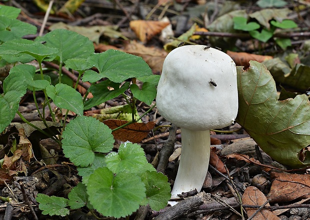 pečiarka ovčia Agaricus arvensis Schaeff.