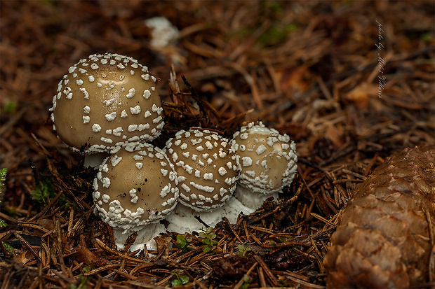 muchotrávka tigrovaná Amanita pantherina (DC.) Krombh.