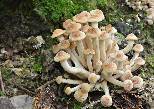 podpňovka bezprsteňová Armillaria socialis (DC.) Fayod