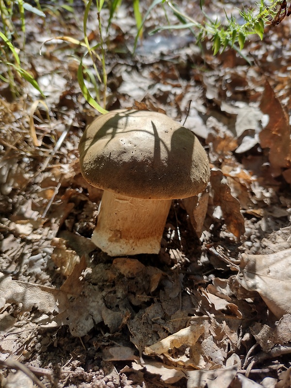 hríb smrekový Boletus edulis Bull.