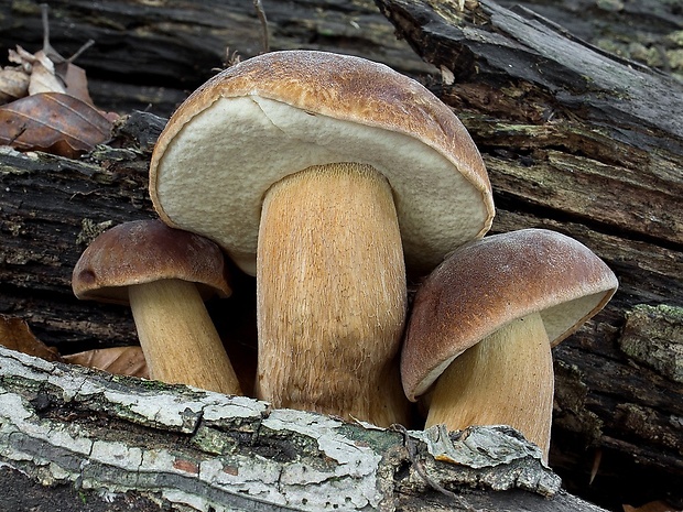 hríb dubový Boletus reticulatus Schaeff.