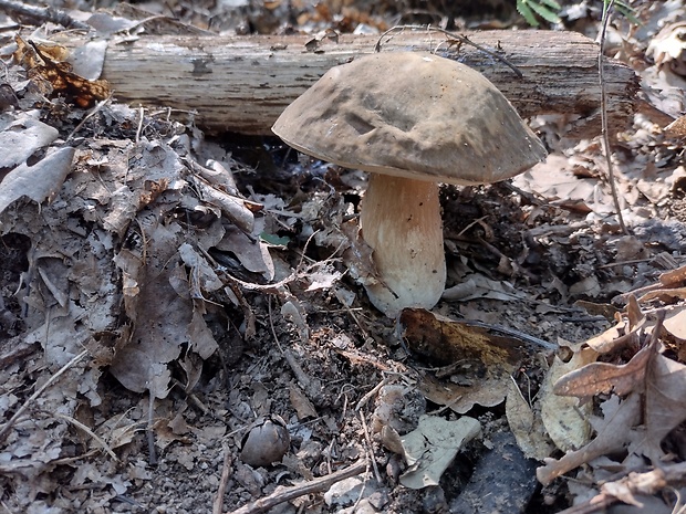 hríb dubový Boletus reticulatus Schaeff.