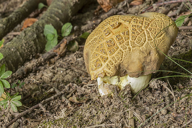 hríb Boletus sp.