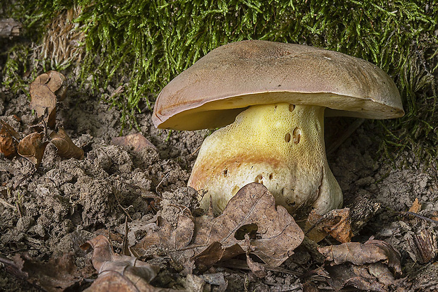 hríb Boletus sp.