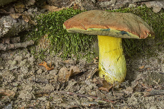 hríb Boletus sp.