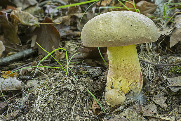 hríb Boletus sp.