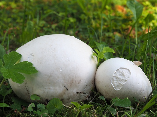 vatovec obrovský Calvatia gigantea (Batsch) Lloyd