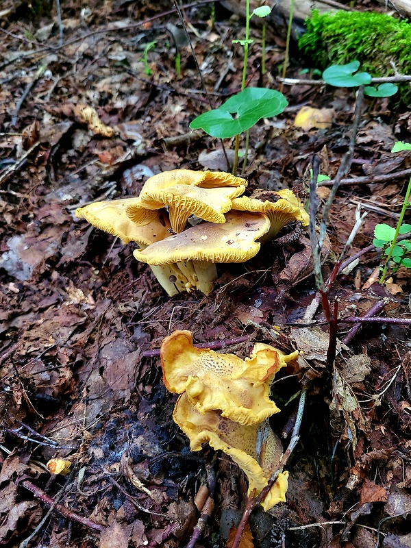 kuriatko jedlé ametystové Cantharellus amethysteus (Quél.) Sacc.