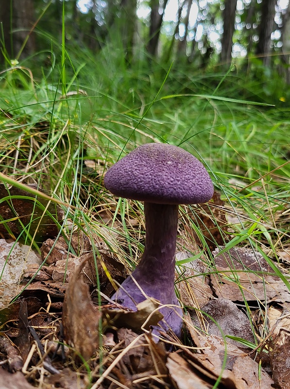 pavučinovec Cortinarius sp.