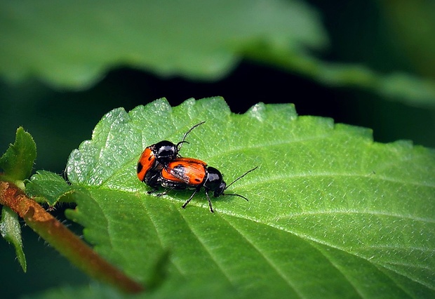 krytohlav Cryptocephalus bipunctatus (Linnaeus, 1758)