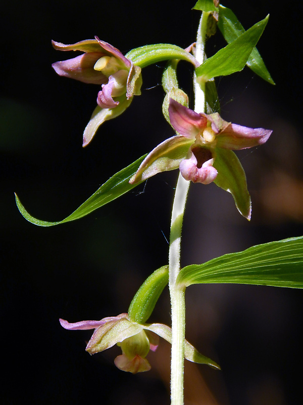 kruštík širokolistý pravý Epipactis helleborine subsp. helleborine (L.) Crantz