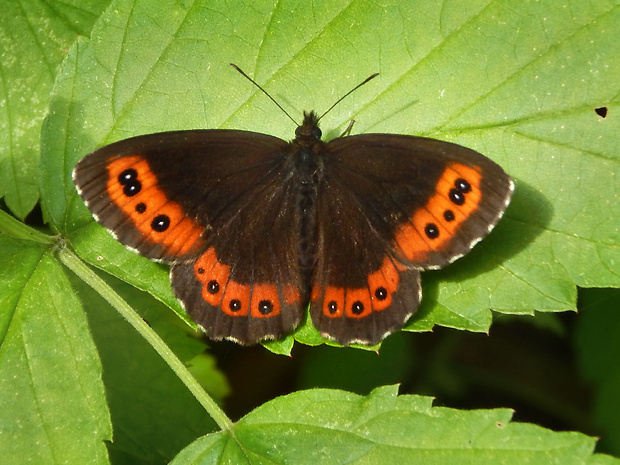 očkáň čiernohnedý Erebia ligea (Esper, 1805)