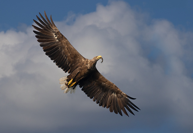 orliak morský Haliaeetus albicilla