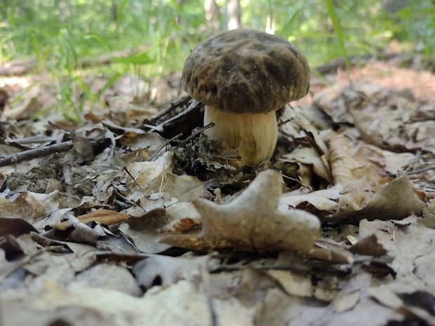 hríb jamkatý Hemileccinum depilatum (Redeuilh) Šutara