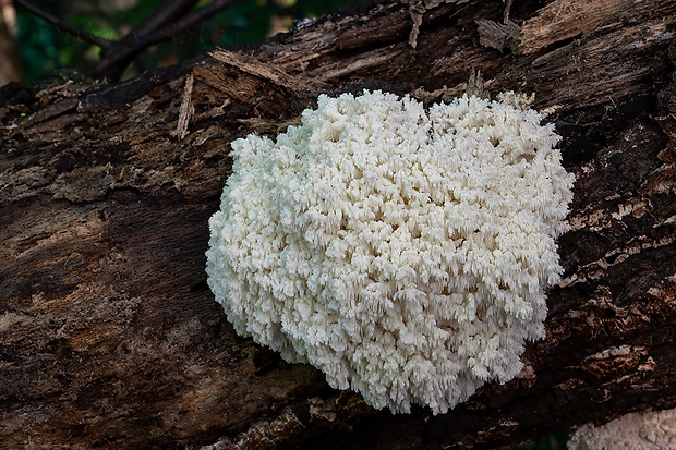 koralovec bukový Hericium coralloides (Scop.) Pers.