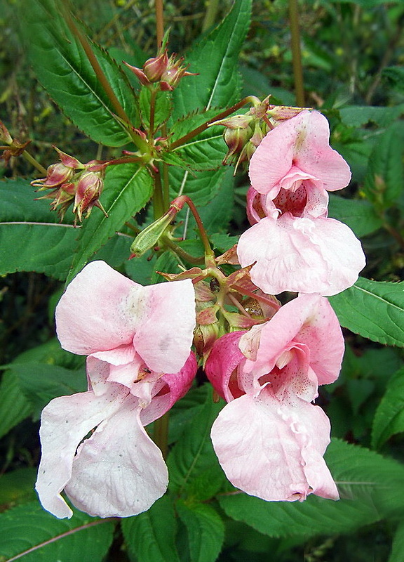 netýkavka žliazkatá Impatiens glandulifera Royle