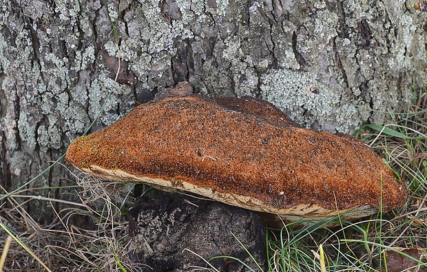 ryšavec srstnatý Inonotus hispidus (Bull.) P. Karst.