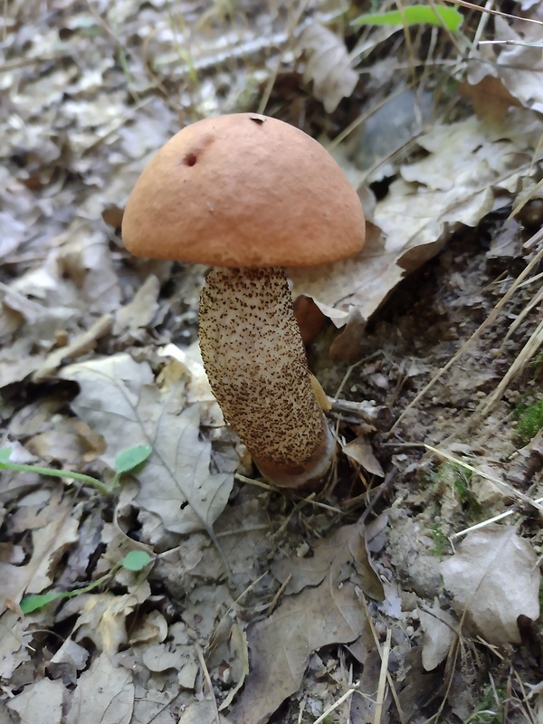 kozák dubový Leccinum aurantiacum (Bull.) Gray