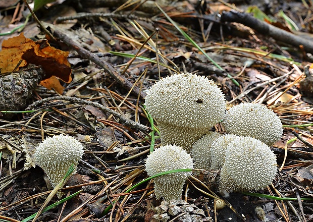 prášnica bradavičnatá Lycoperdon perlatum Pers.