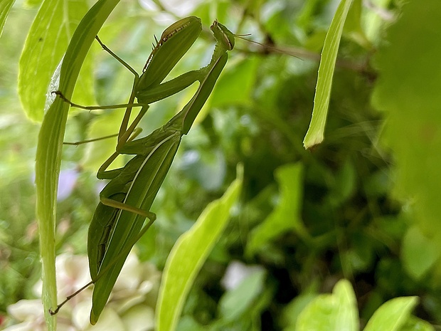 modlivka zelená Mantis religiosa