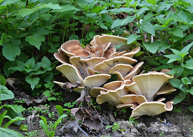 vejárovec obrovský Meripilus giganteus (Pers.) P. Karst.