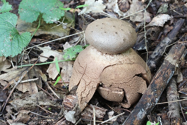 mnohokrčka dierkovaná Myriostoma coliforme (Dicks.) Corda