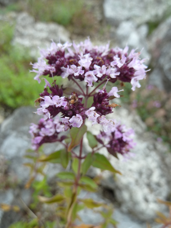 pamajorán obyčajný Origanum vulgare L.