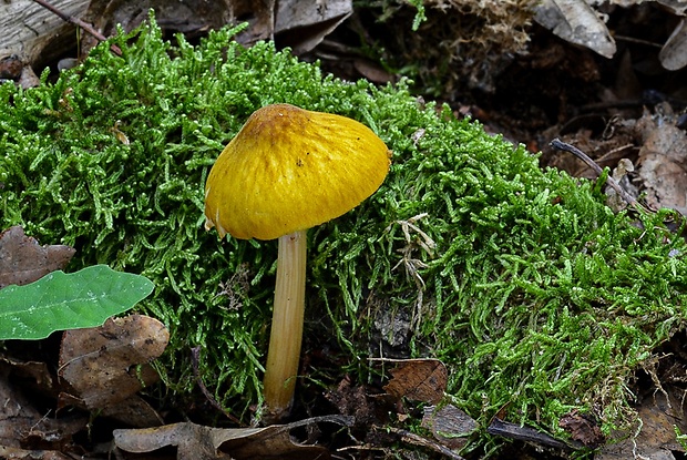 štítovka žltá Pluteus leoninus (Schaeff.) P. Kumm.