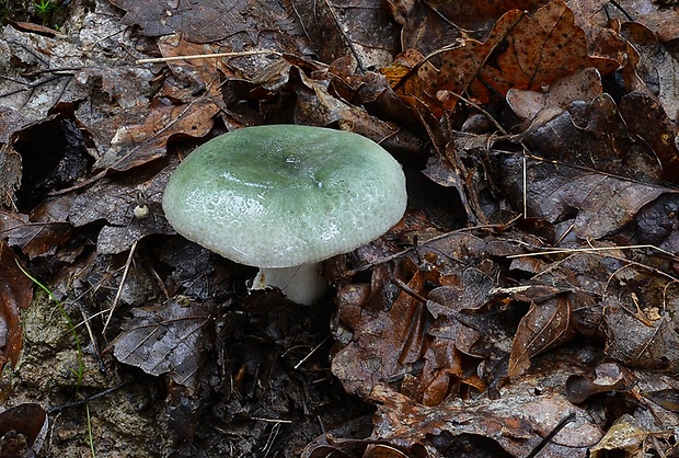 plávka zelenkastá Russula virescens (Schaeff.) Fr.