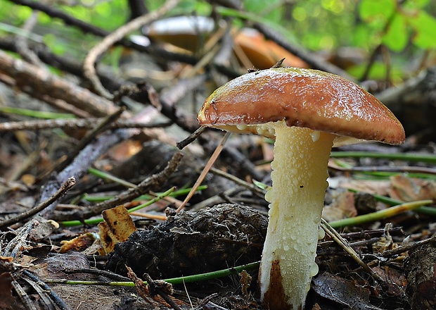 masliak zrnitý Suillus granulatus (L.) Roussel