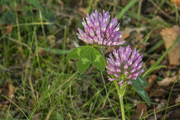 ďatelina lúčna Trifolium pratense L.