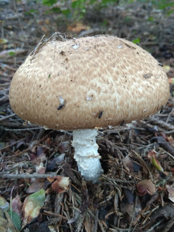 pečiarka obrovská Agaricus augustus Fr.