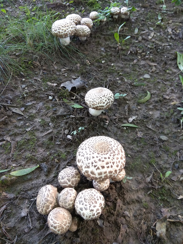 pečiarka trsovitá Agaricus bohusii Bon