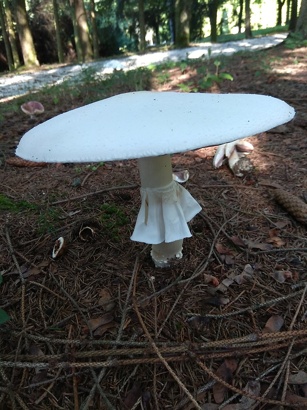 pečiarka nádherná Agaricus urinascens (Jul. Schäff. & F.H. Møller) Singer