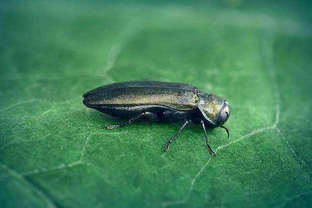 krasoň (sk) / polník (cz) Agrilus cuprescens (Ménétriés, 1832)