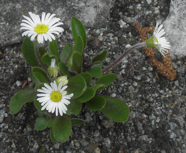 stokráska micheliho Bellidiastrum michelii Cass.