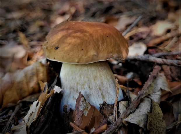 hríb smrekový Boletus edulis Bull.