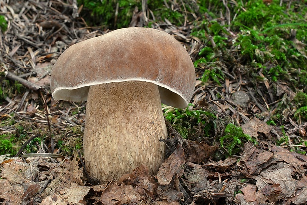 hríb dubový Boletus reticulatus Schaeff.