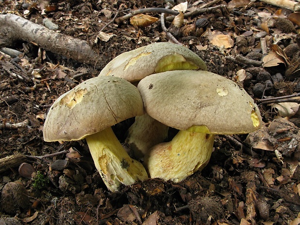 hríb striebristý Butyriboletus fechtneri (Velen.) D. Arora & J.L. Frank